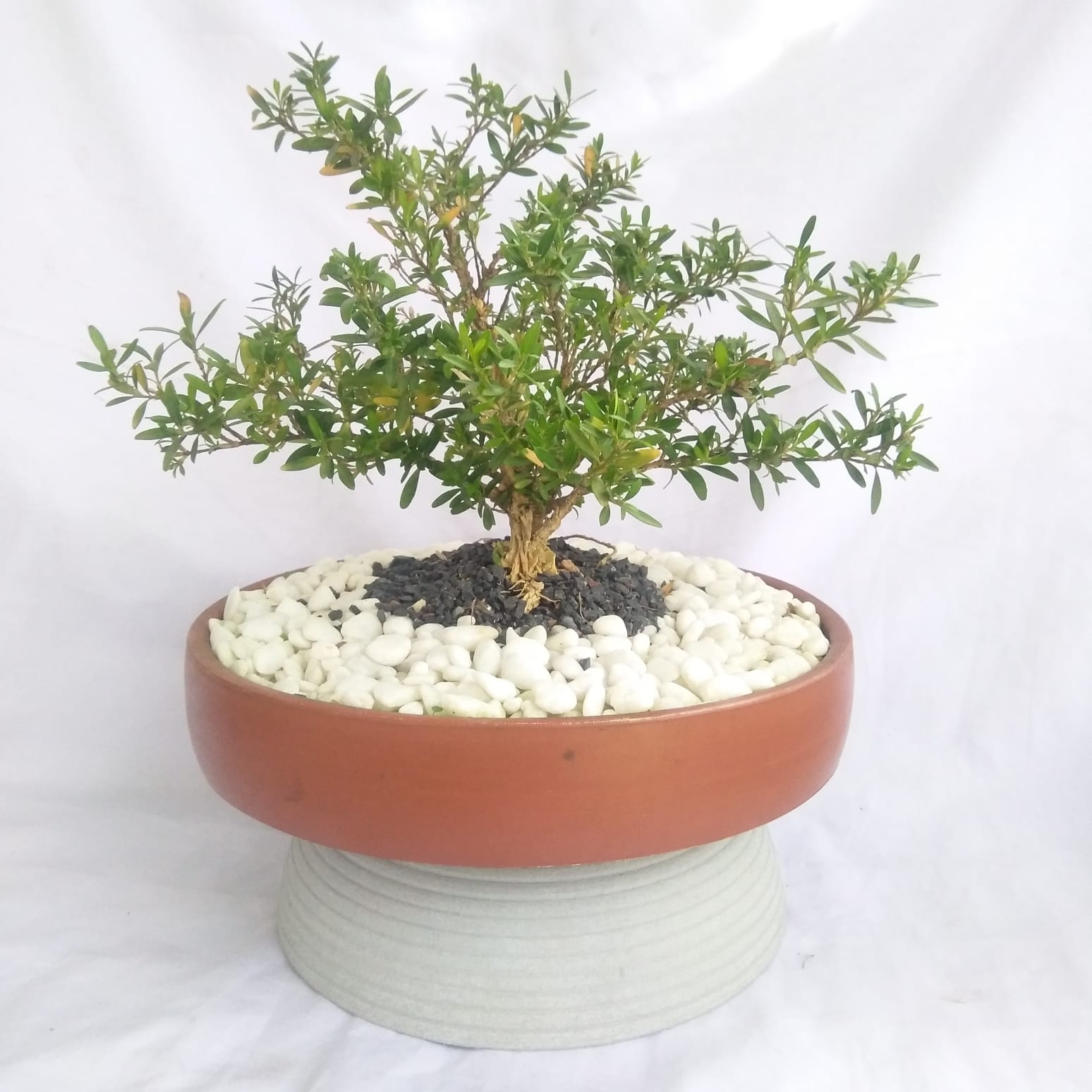 Bonsai 3yrs old Boxwood Plant